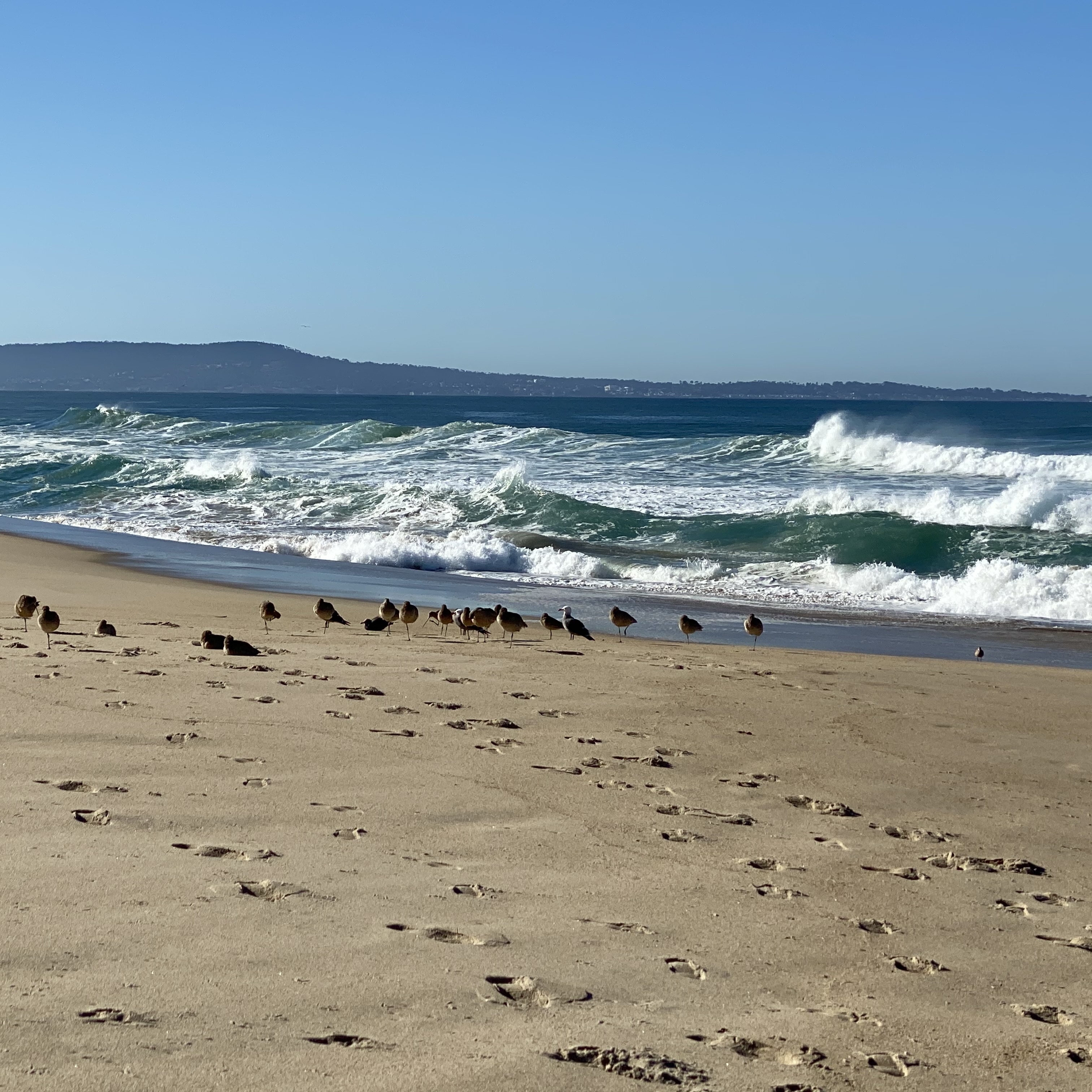 Beach Cleanup @ Marina State Beach - logo
